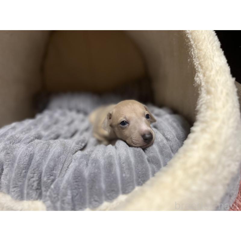 販売中の岩手県のイタリアングレーハウンド(イタグレ)-456687の3枚目