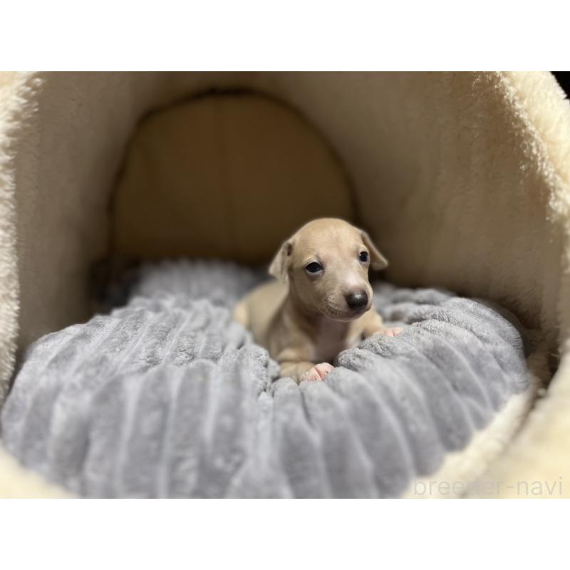 販売中の岩手県のイタリアングレーハウンド(イタグレ)-456687の2枚目