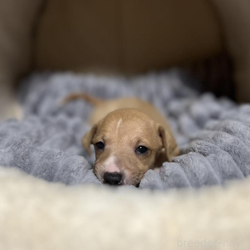 販売中の岩手県のイタリアングレーハウンド(イタグレ)-456688の4枚目