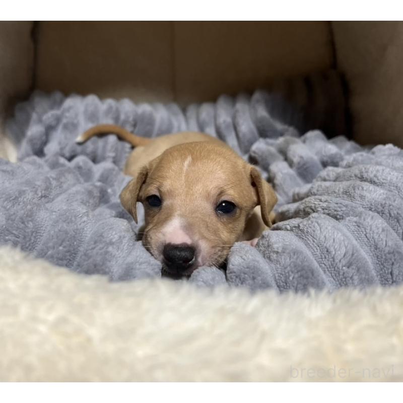 販売中の岩手県のイタリアングレーハウンド(イタグレ)-456688の3枚目