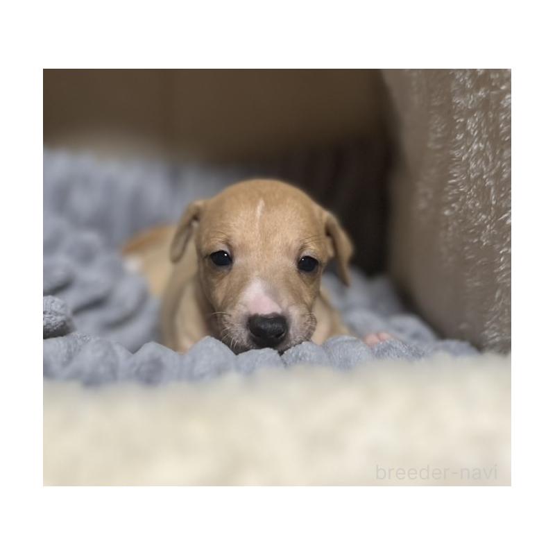 販売中の岩手県のイタリアングレーハウンド(イタグレ)-456688の2枚目