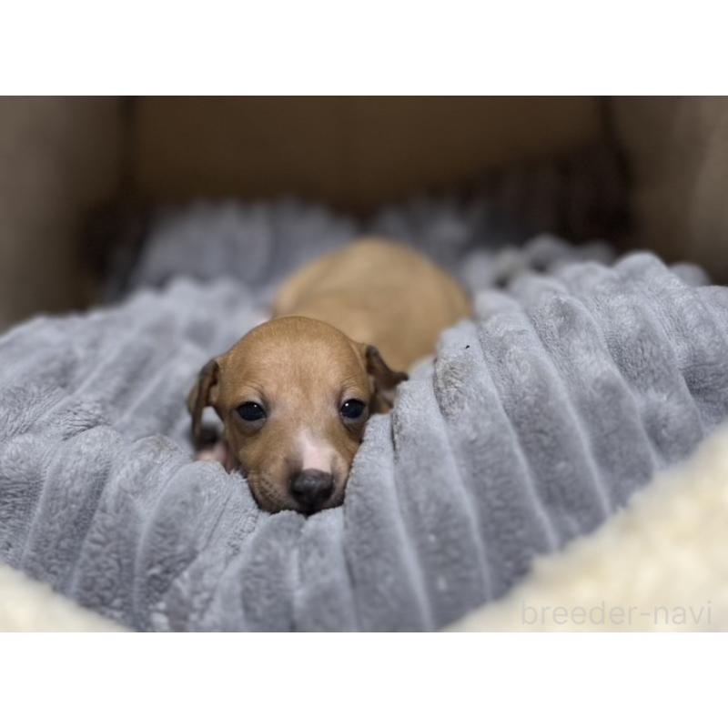 販売中の岩手県のイタリアングレーハウンド(イタグレ)-456689の5枚目