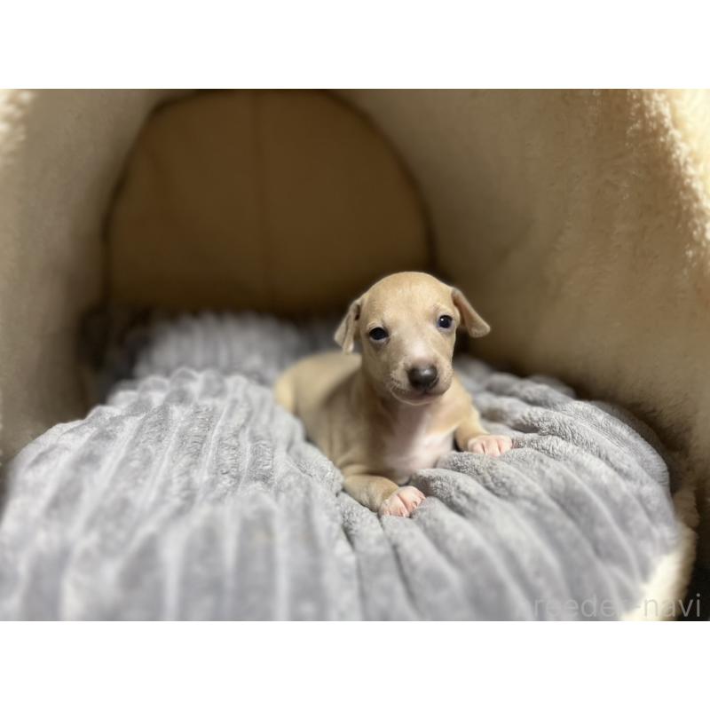 販売中の岩手県のイタリアングレーハウンド(イタグレ)-456689の4枚目