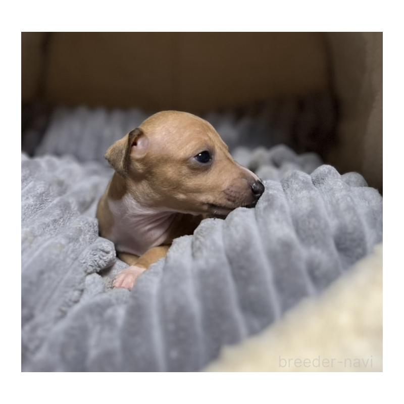 販売中の岩手県のイタリアングレーハウンド(イタグレ)-456689の3枚目