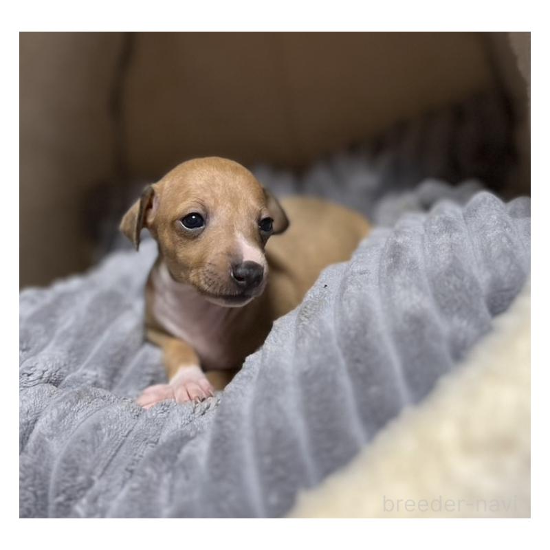 販売中の岩手県のイタリアングレーハウンド(イタグレ)-456689の2枚目