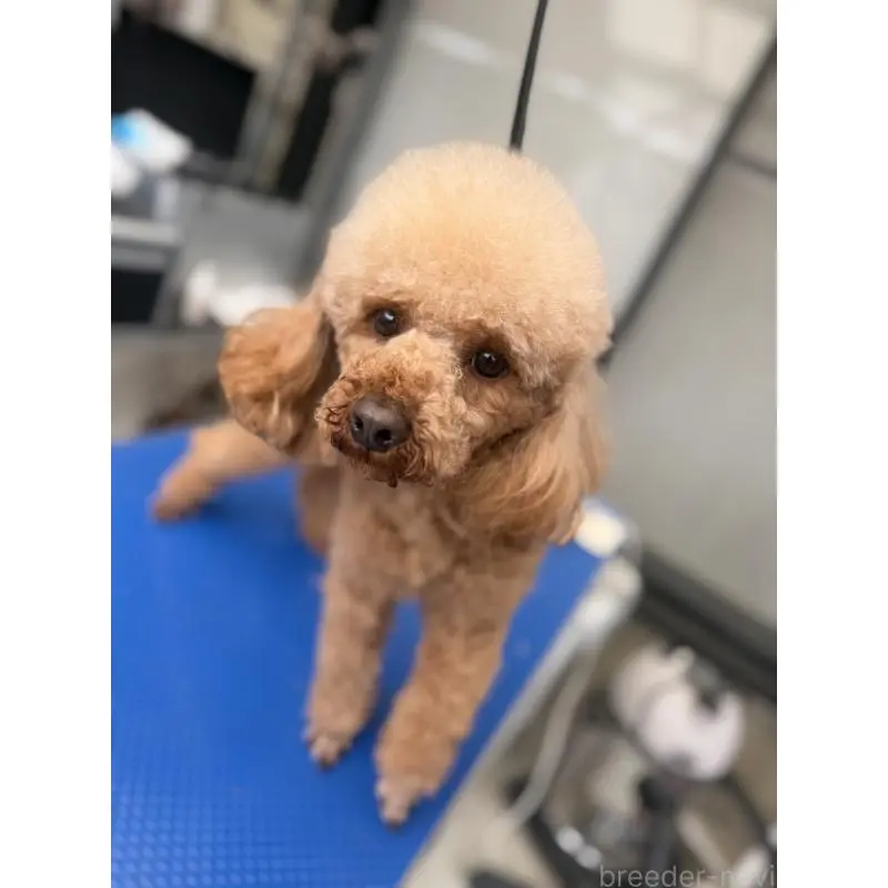 販売中の群馬県のトイプードル-456692の6枚目