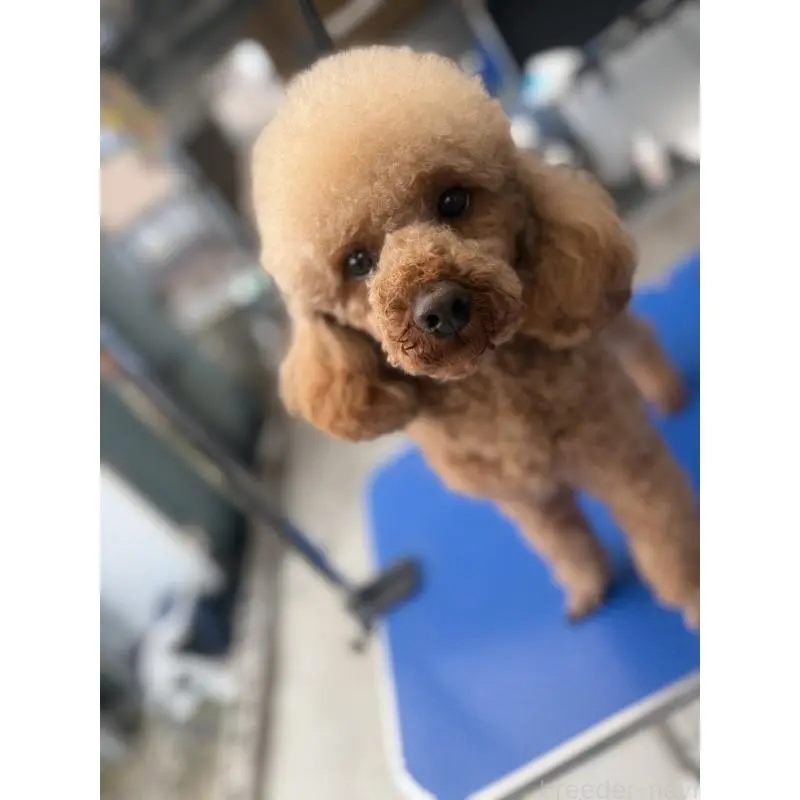 販売中の群馬県のトイプードル-456692の5枚目