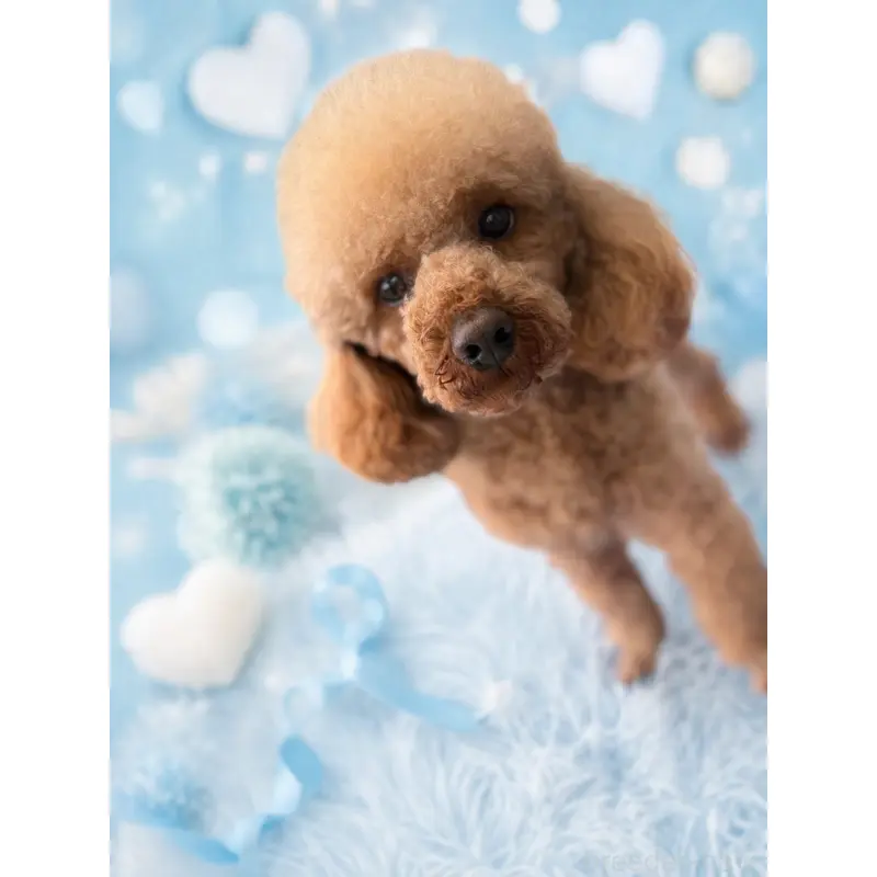 販売中の群馬県のトイプードル-456692の4枚目