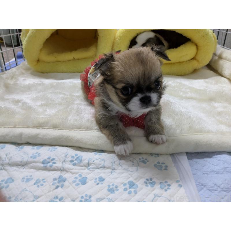 販売中の福井県のチワワ(ロングコート)-456693の6枚目