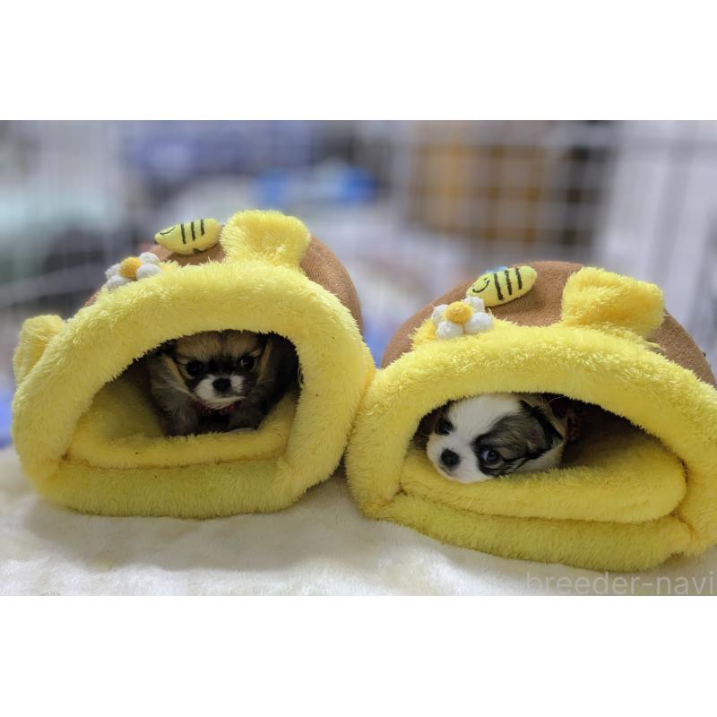 販売中の福井県のチワワ(ロングコート)-456693の5枚目