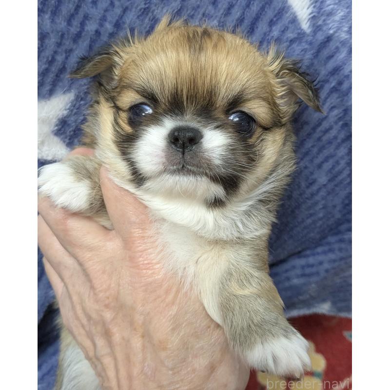 販売中の福井県のチワワ(ロングコート)-456693の4枚目