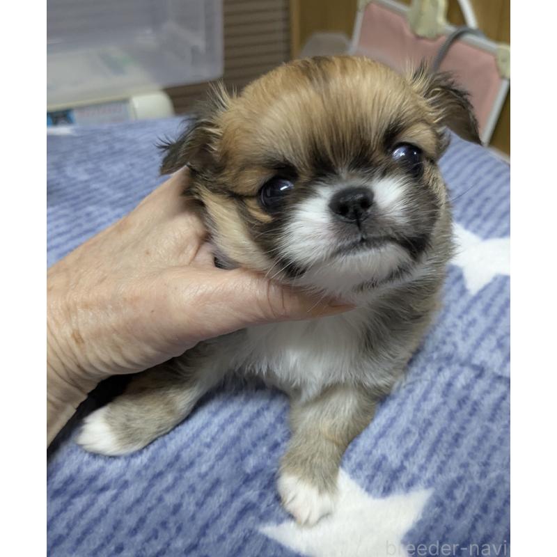 販売中の福井県のチワワ(ロングコート)-456693の3枚目