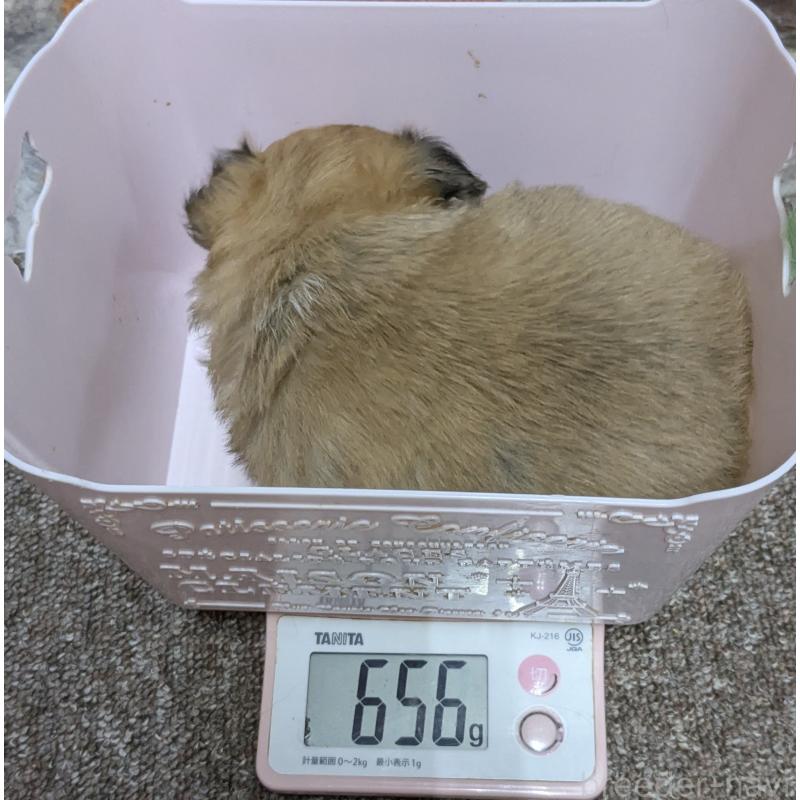 販売中の福井県のチワワ(ロングコート)-456693の2枚目