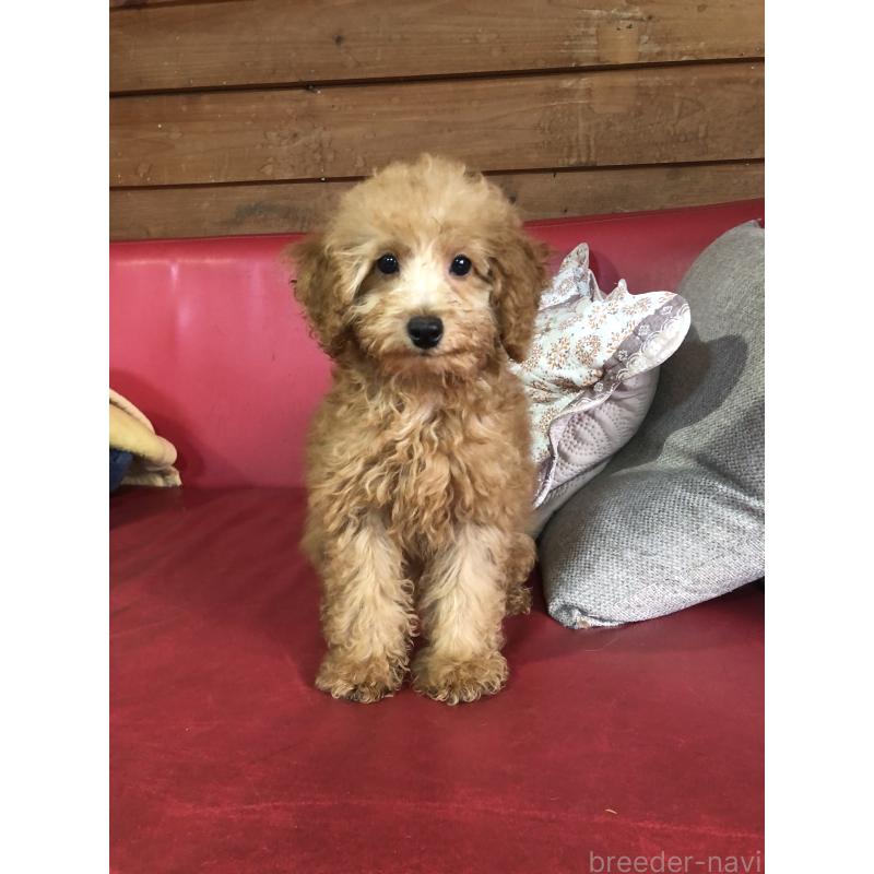 販売中の兵庫県のトイプードル-444619