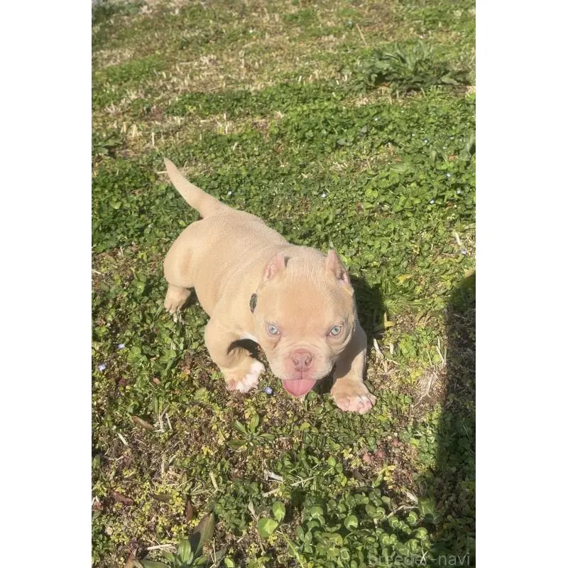 販売中の大阪府のエキゾチックブリー-456695の4枚目