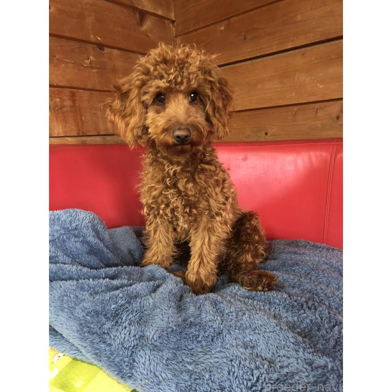 販売中の兵庫県のトイプードル-413437