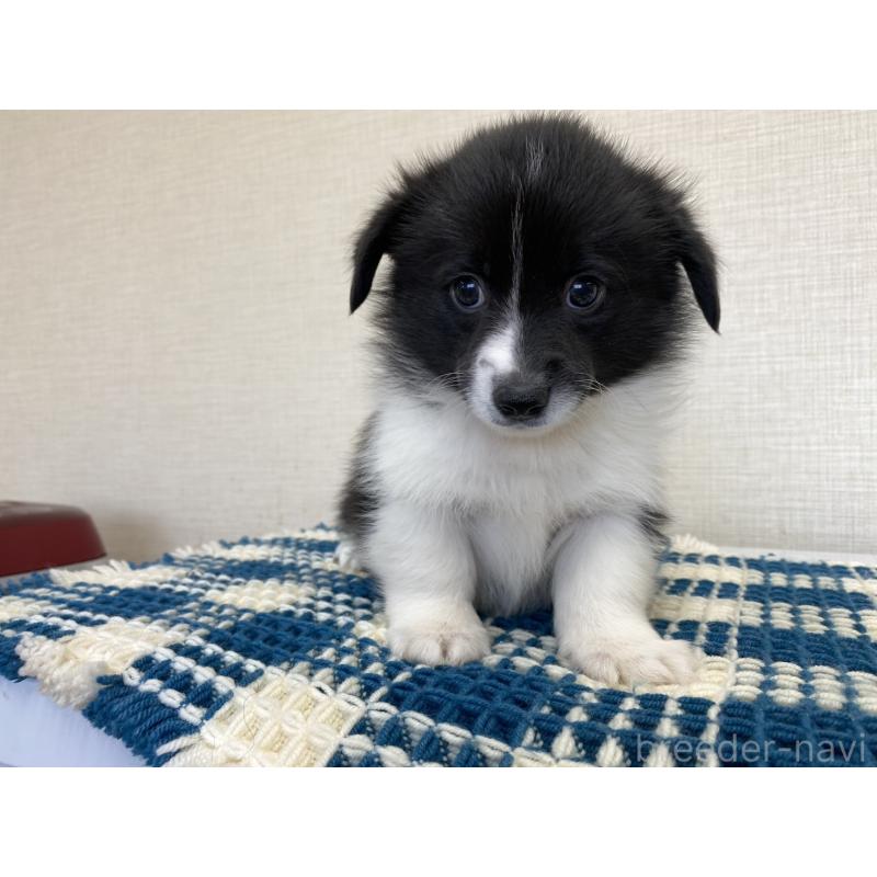 販売中の群馬県のミックス犬-456694の3枚目