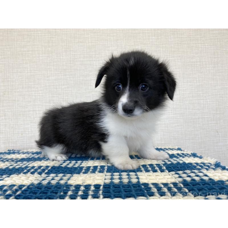 販売中の群馬県のミックス犬-456694の2枚目