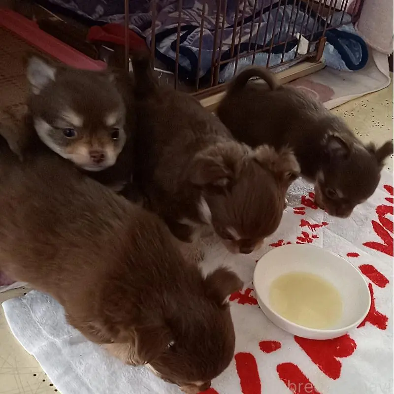 販売中の山口県のチワワ(ロングコート)-456696の2枚目