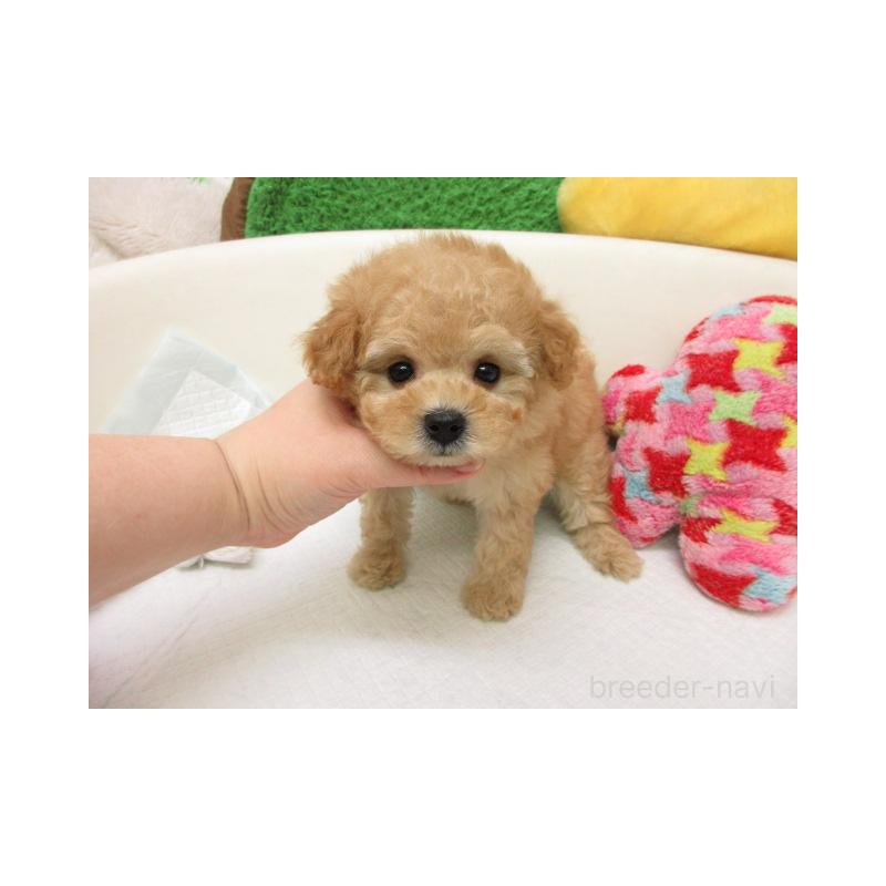 販売中の大阪府のトイプードル-456697の2枚目