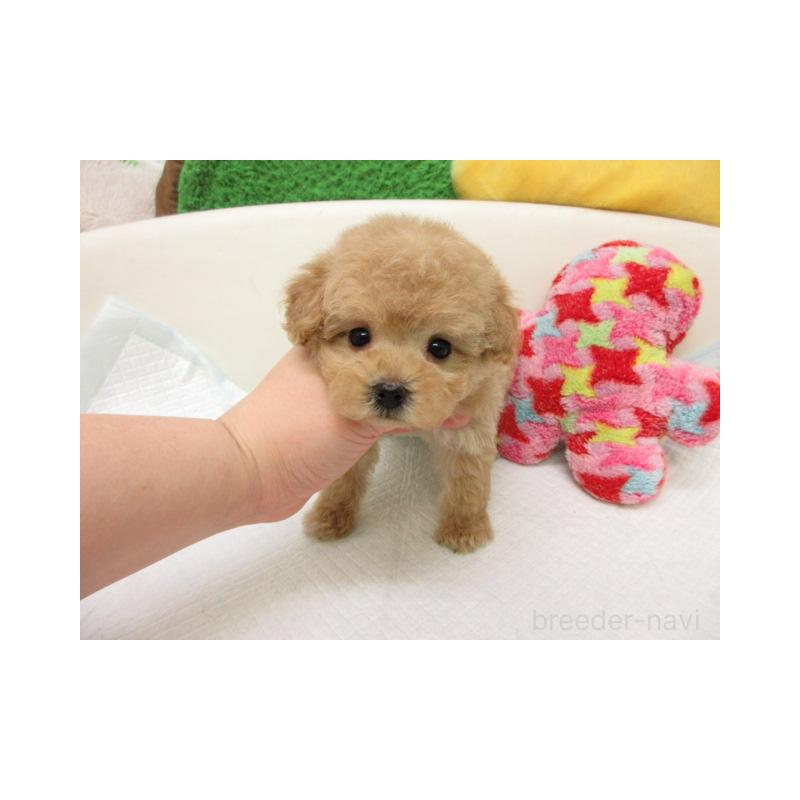 販売中の大阪府のトイプードル-456698の2枚目
