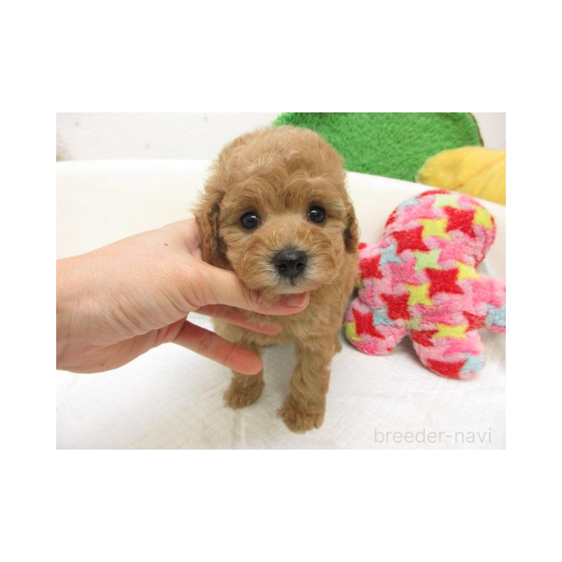 販売中の大阪府のトイプードル-456699の2枚目