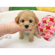 ♀︎トイプードル