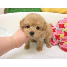 ♀︎トイプードル