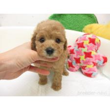 ♀︎トイプードル