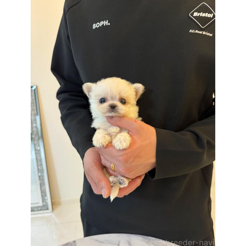 販売中の埼玉県のマルプー:マルチーズ×トイプードル-456886の5枚目