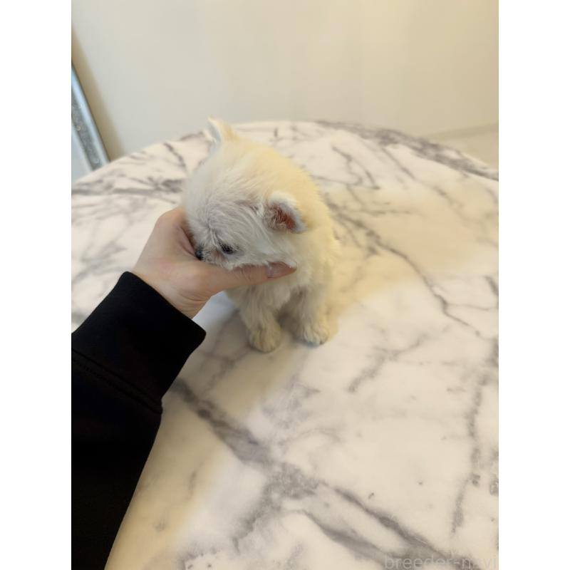 販売中の埼玉県のマルプー:マルチーズ×トイプードル-456886の4枚目