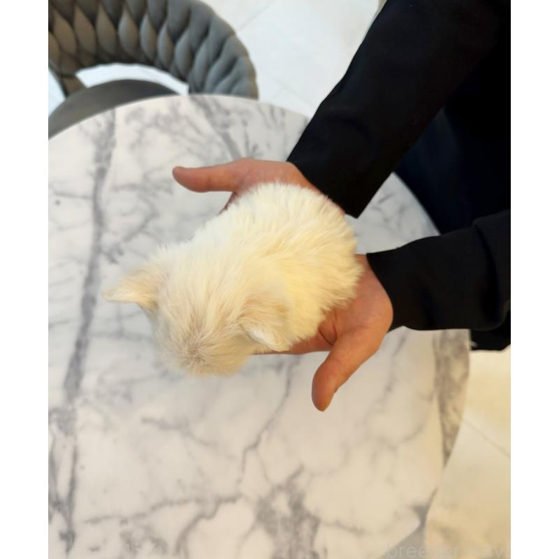 販売中の埼玉県のマルプー:マルチーズ×トイプードル-456886の2枚目
