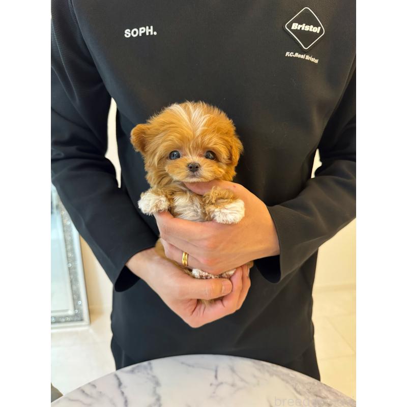 販売中の埼玉県のマルプー:マルチーズ×トイプードル-456887の4枚目