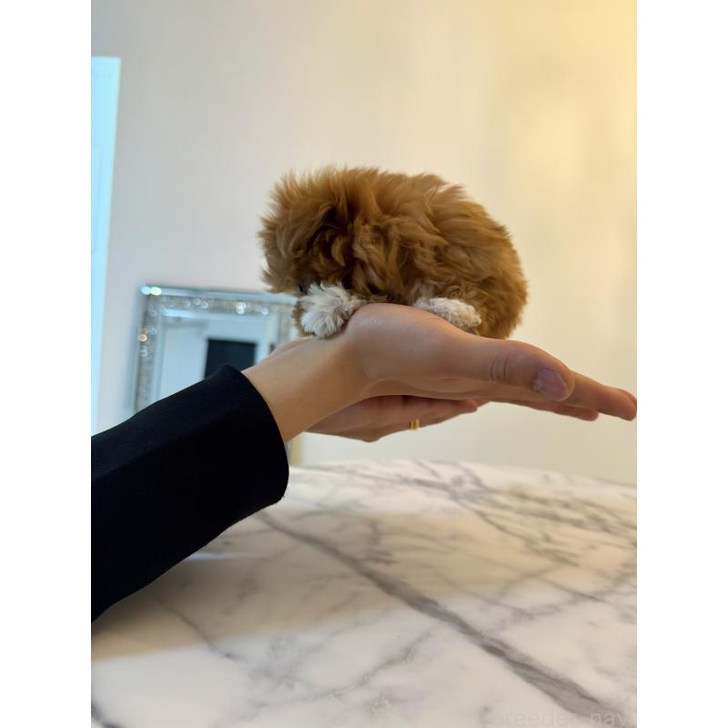 販売中の埼玉県のマルプー:マルチーズ×トイプードル-456887の3枚目