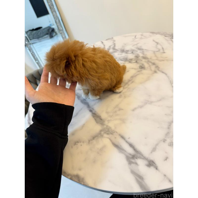 販売中の埼玉県のマルプー:マルチーズ×トイプードル-456887の2枚目