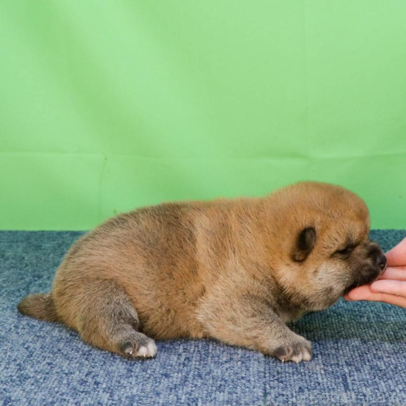 販売中の愛知県の柴犬-456888の3枚目