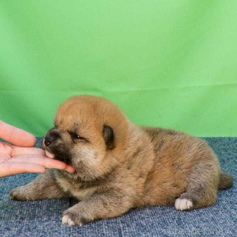 販売中の愛知県の柴犬-456888の2枚目