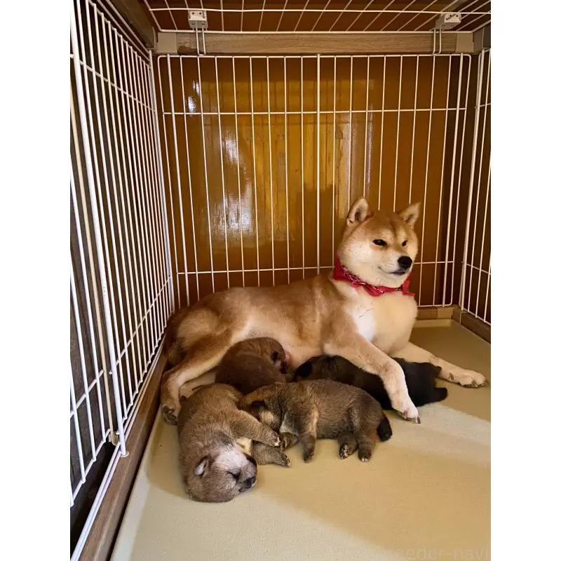 かえでちゃん1枚目