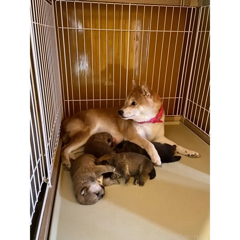 かえでちゃん2枚目