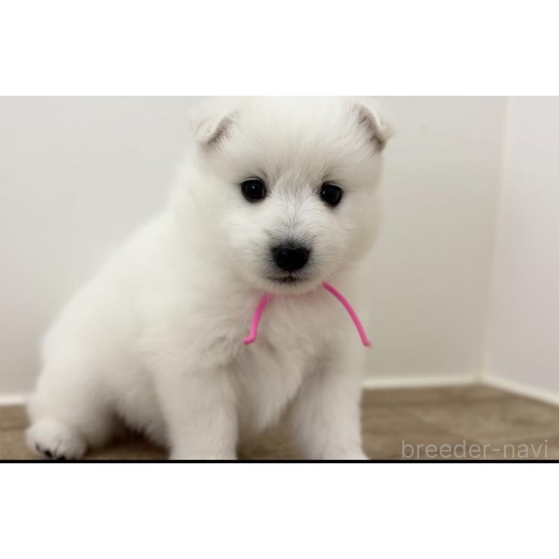 販売中の千葉県の日本スピッツ-455071