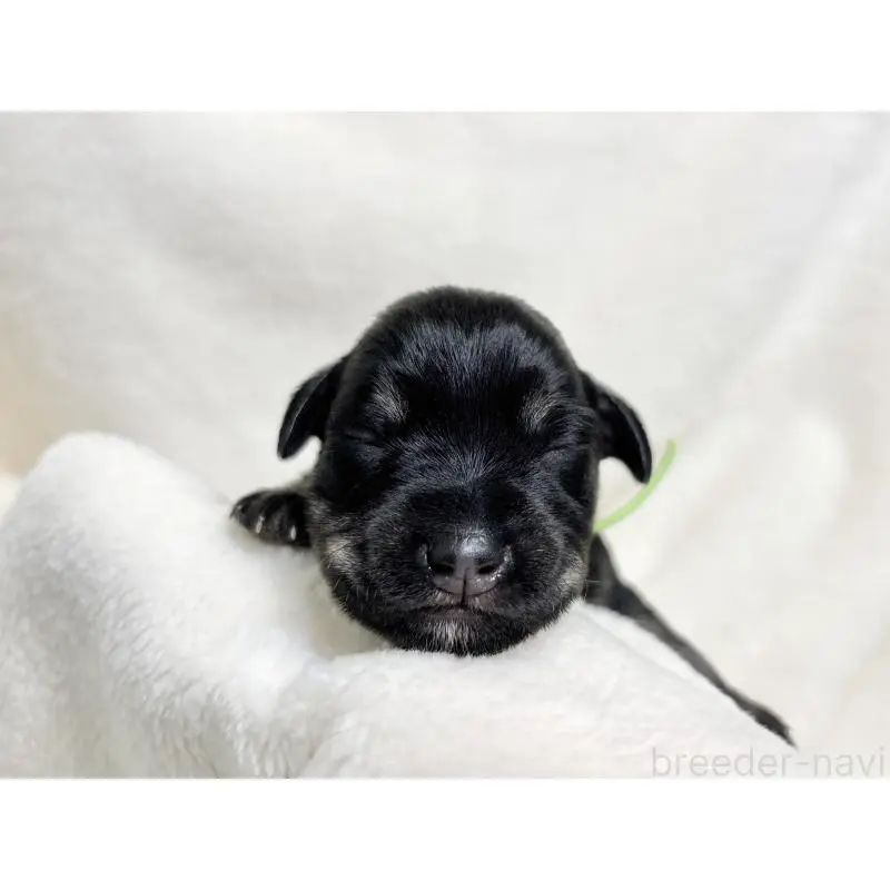 販売中の千葉県のミニチュアシュナウザー-456889の9枚目