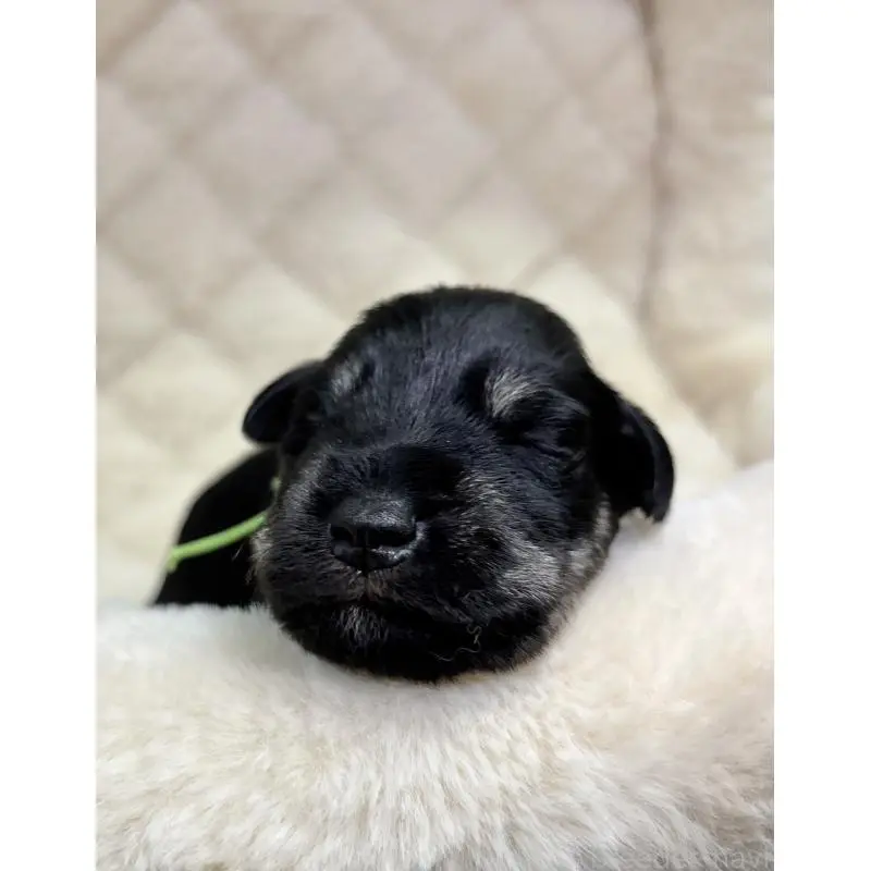 販売中の千葉県のミニチュアシュナウザー-456889の8枚目