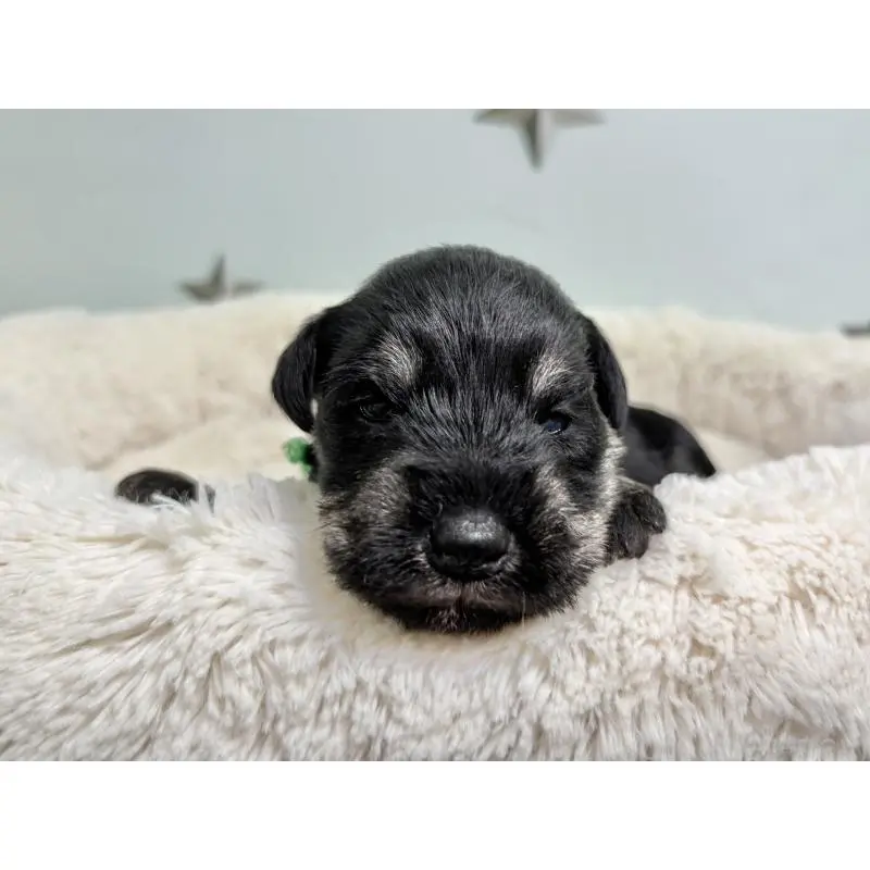 販売中の千葉県のミニチュアシュナウザー-456889の7枚目