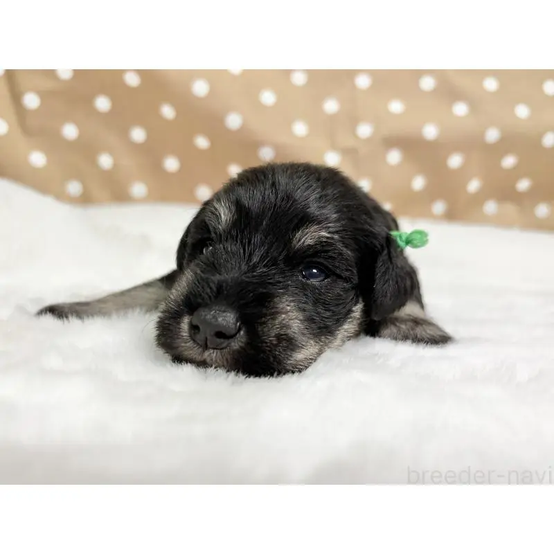 販売中の千葉県のミニチュアシュナウザー-456889の6枚目