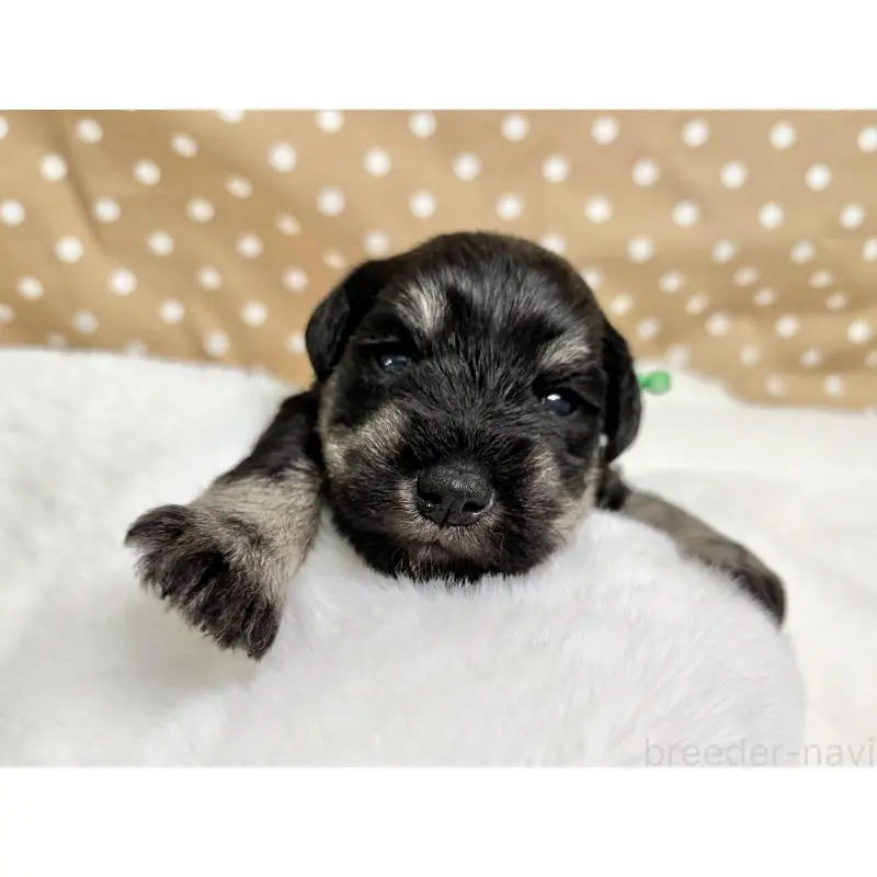 販売中の千葉県のミニチュアシュナウザー-456889の5枚目