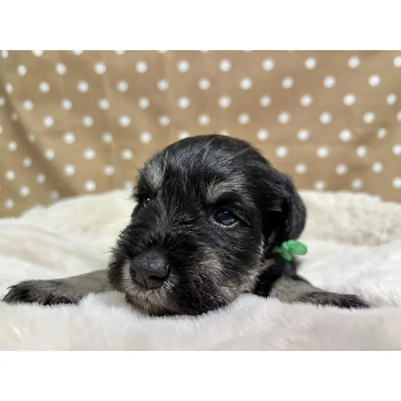 販売中の千葉県のミニチュアシュナウザー-456889の4枚目