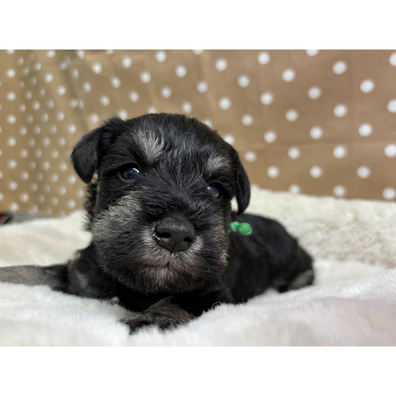 販売中の千葉県のミニチュアシュナウザー-456889の3枚目