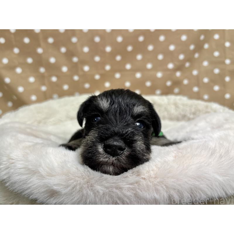 販売中の千葉県のミニチュアシュナウザー-456889の2枚目