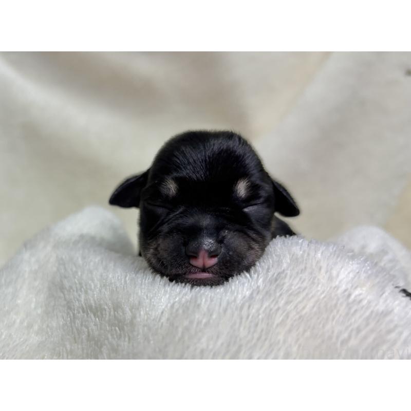 販売中の千葉県のミニチュアシュナウザー-456890の15枚目