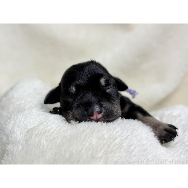 販売中の千葉県のミニチュアシュナウザー-456890の14枚目